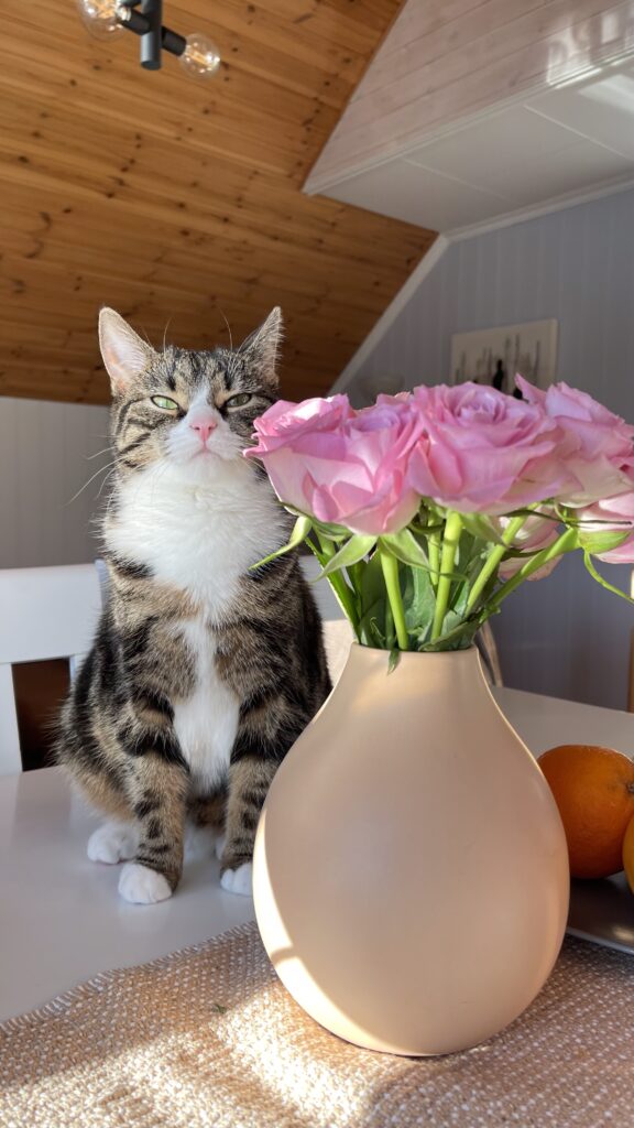 Katten Mimmi